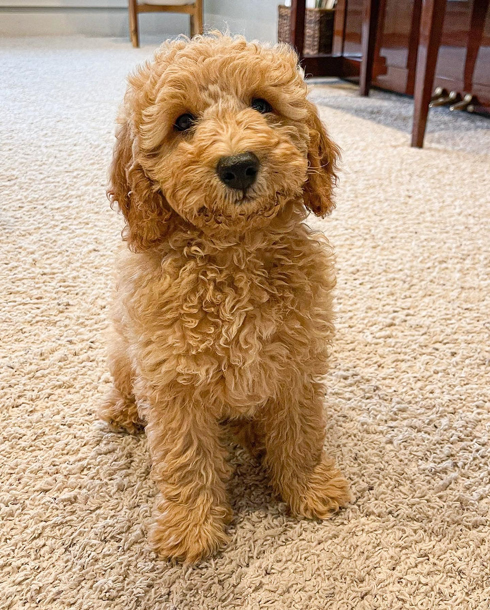 our new golden doodle is pure joy