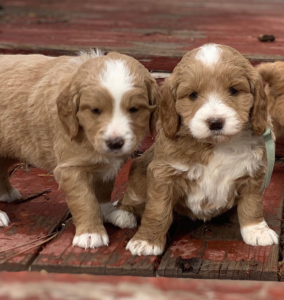 mini goldendoodles in twin falls @ doodles4love