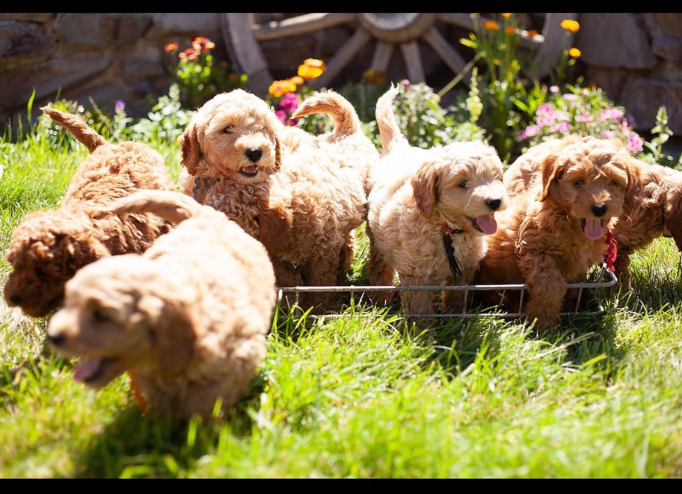 small mini goldendoodle puppies