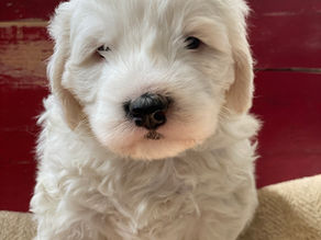 What is a Mini Sheepadoodle Puppy and why do we love them?