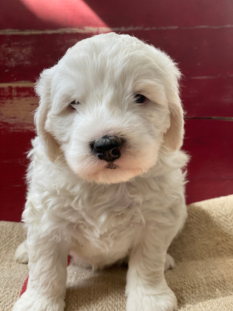 What is a Mini Sheepadoodle Puppy and why do we love them?