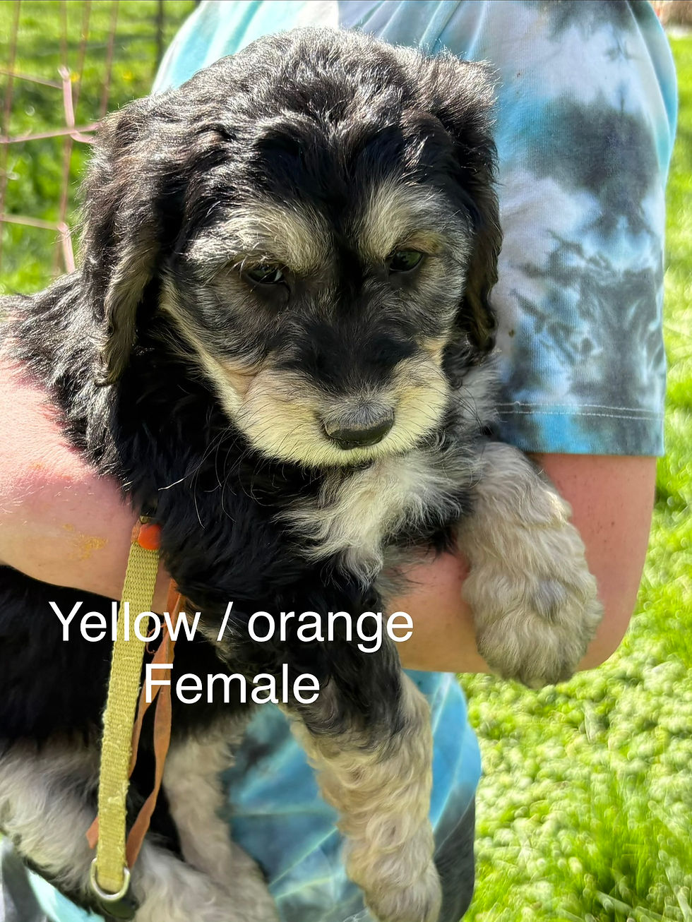 F1b mini bernedoodle puppies Twin Falls Idaho