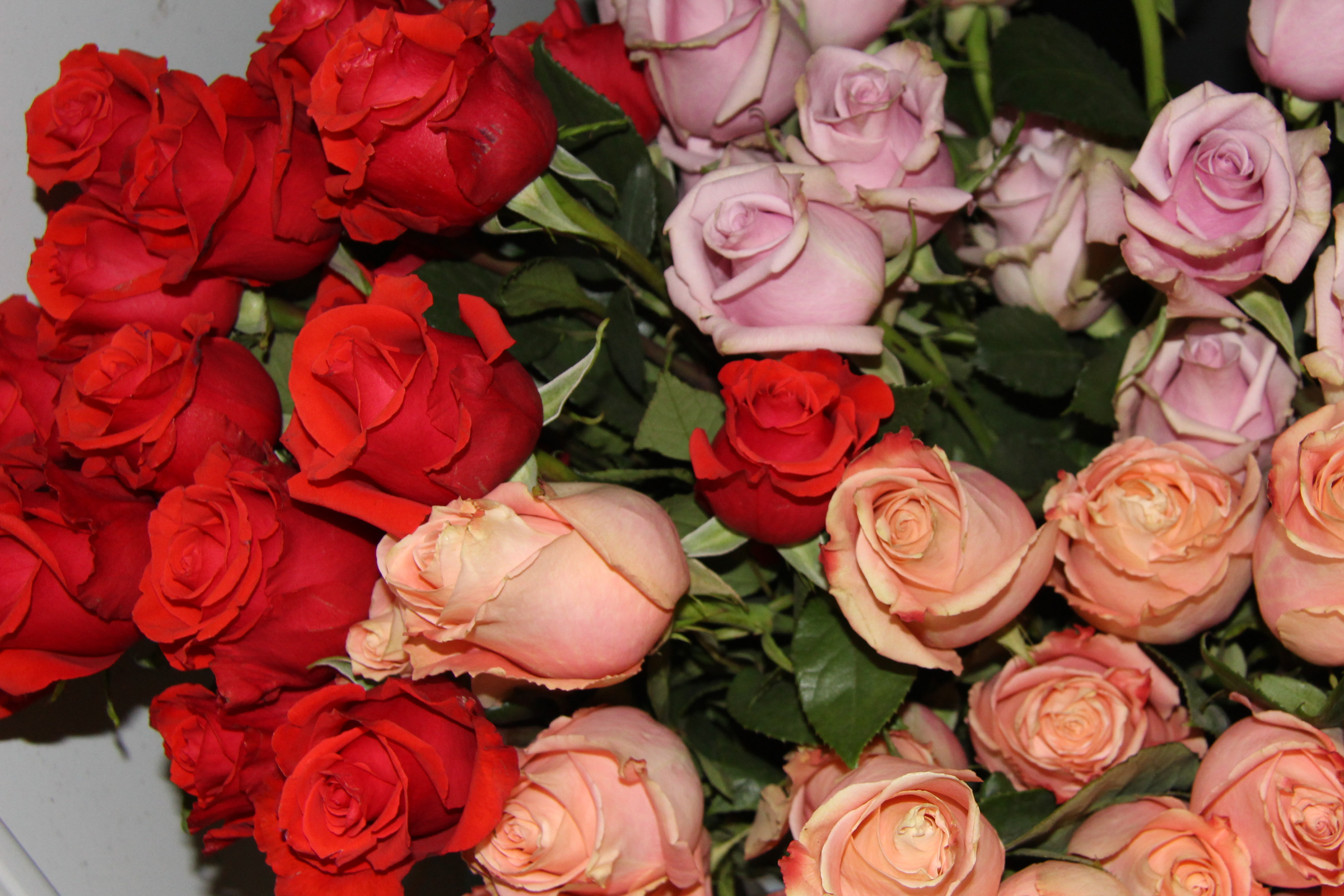 Dark Orange~Pink~Peach Roses