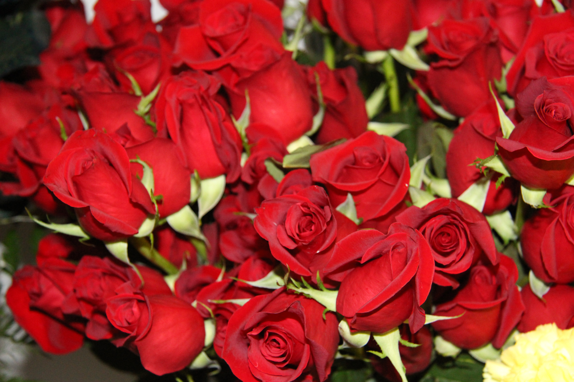 Red Roses