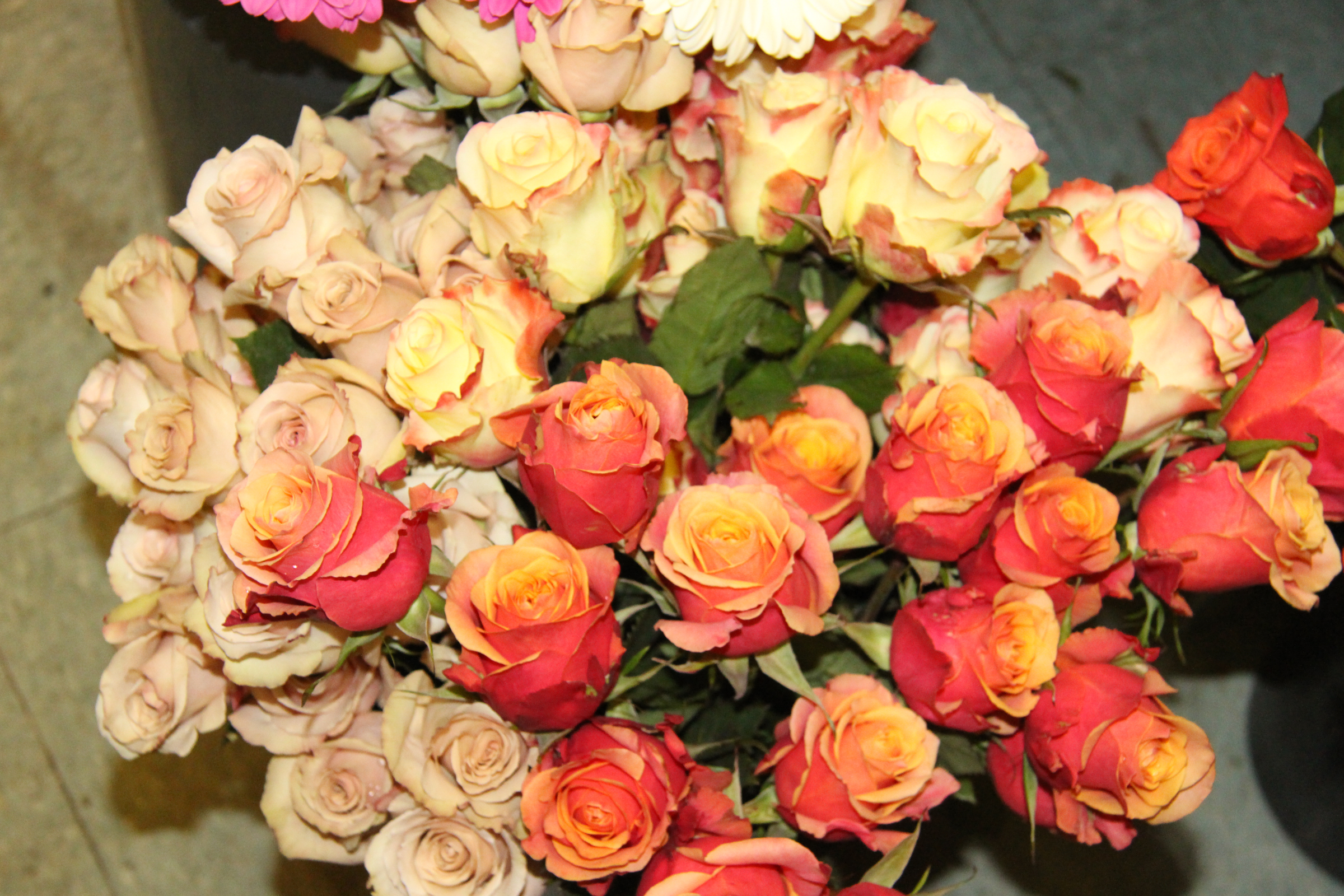 Yellow-Coral ~ Antique Peach Roses