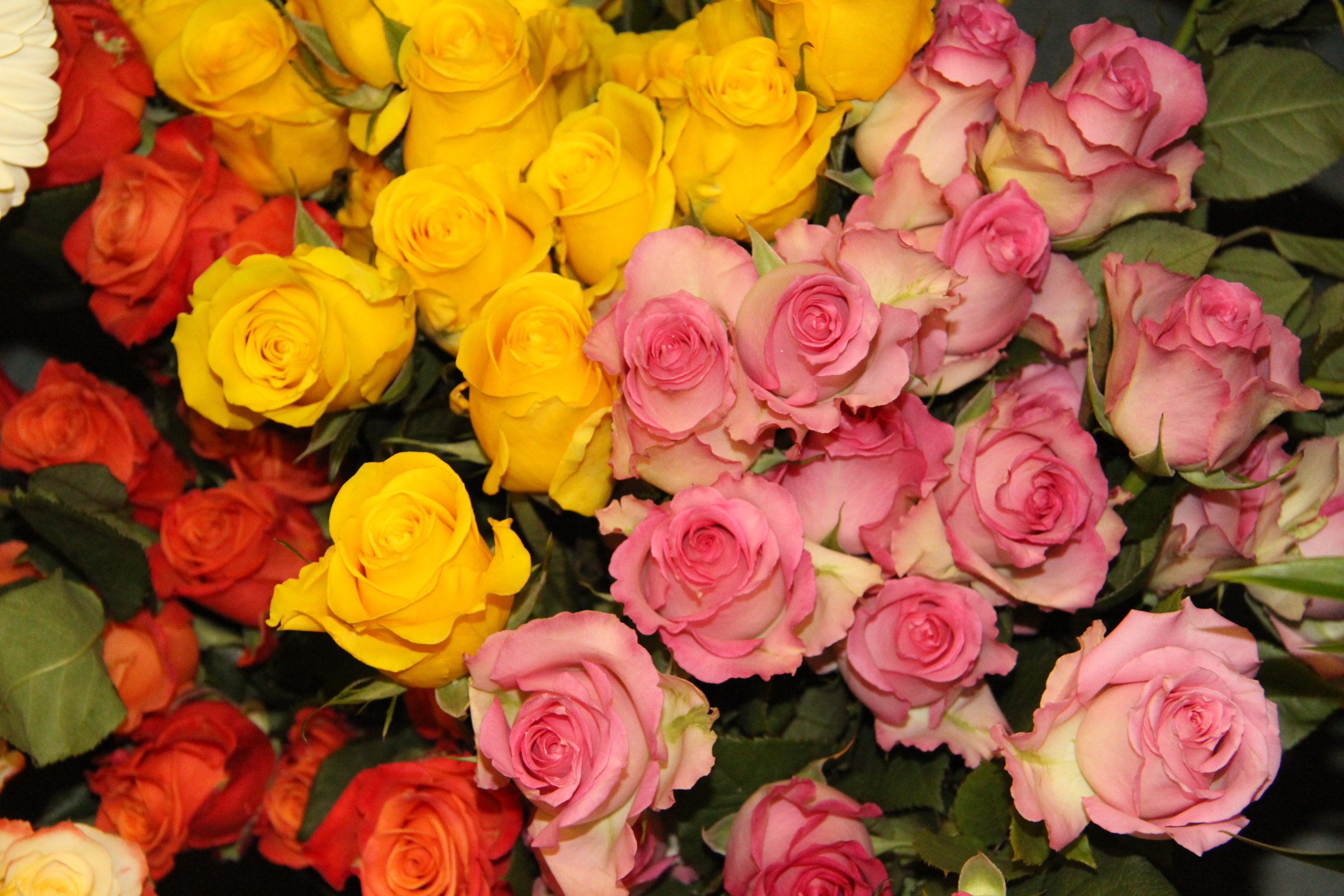 Pink~Yellow~Orange Roses