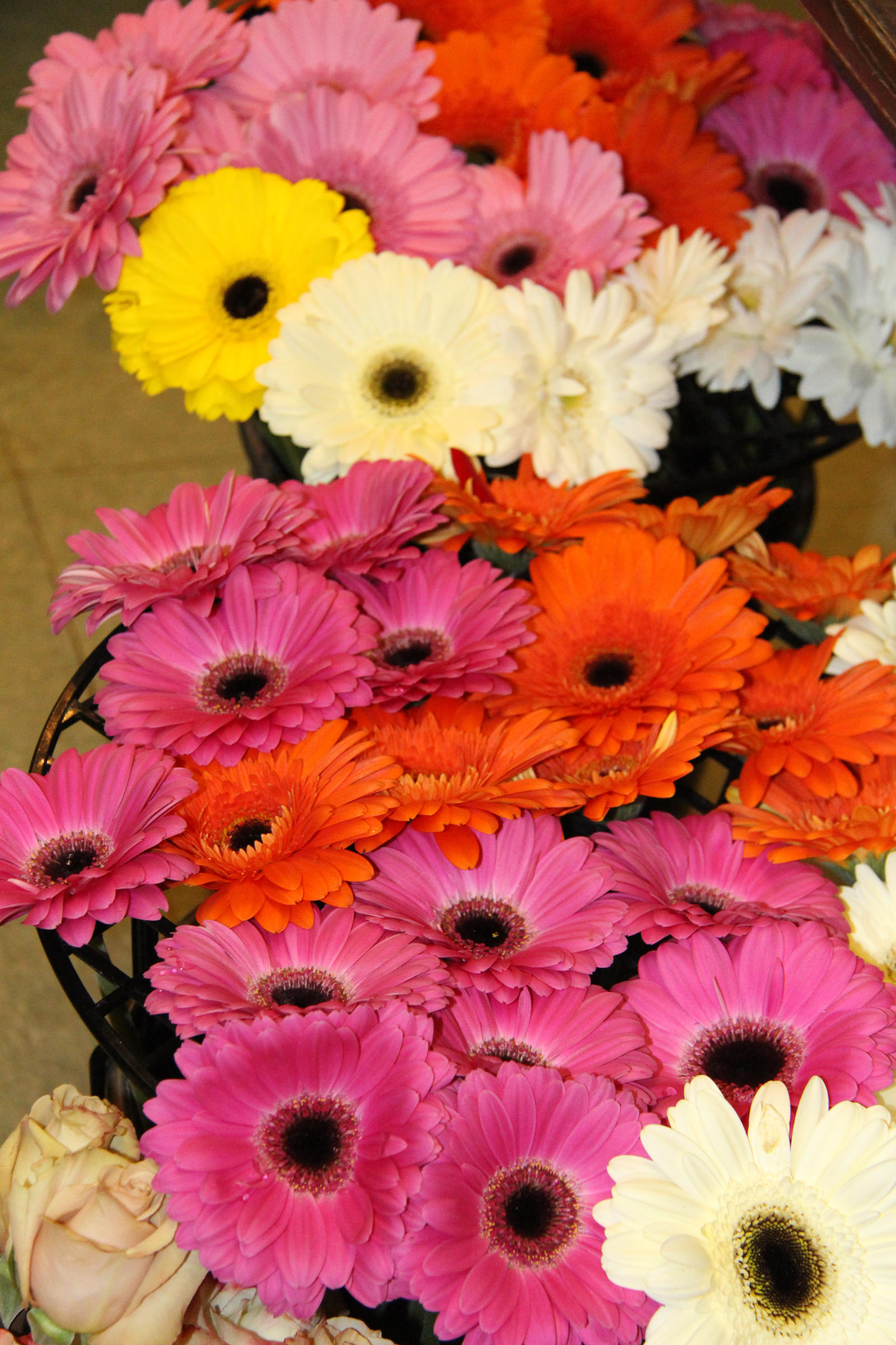 Gerberas!