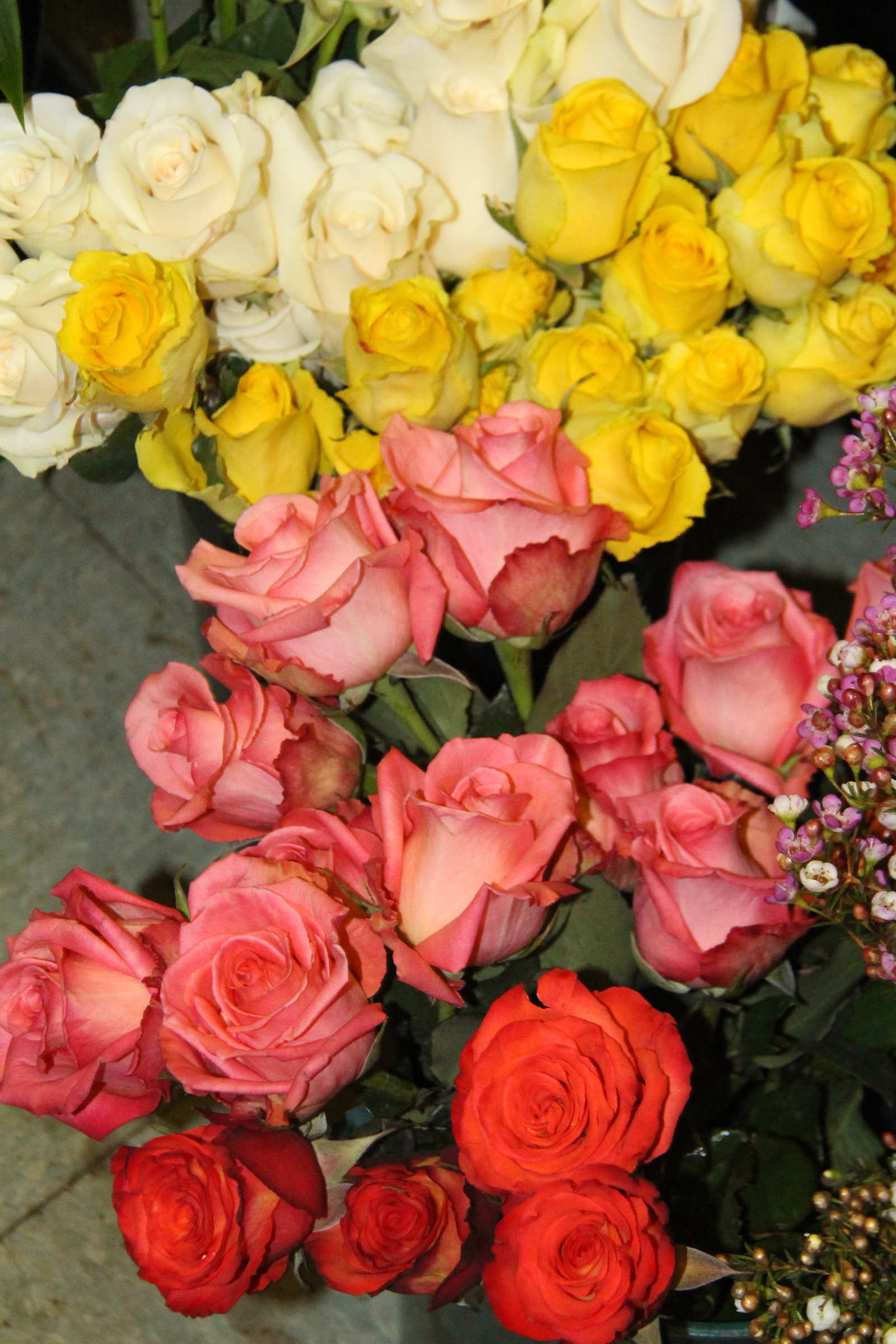 White~Yellow~Salmon Roses