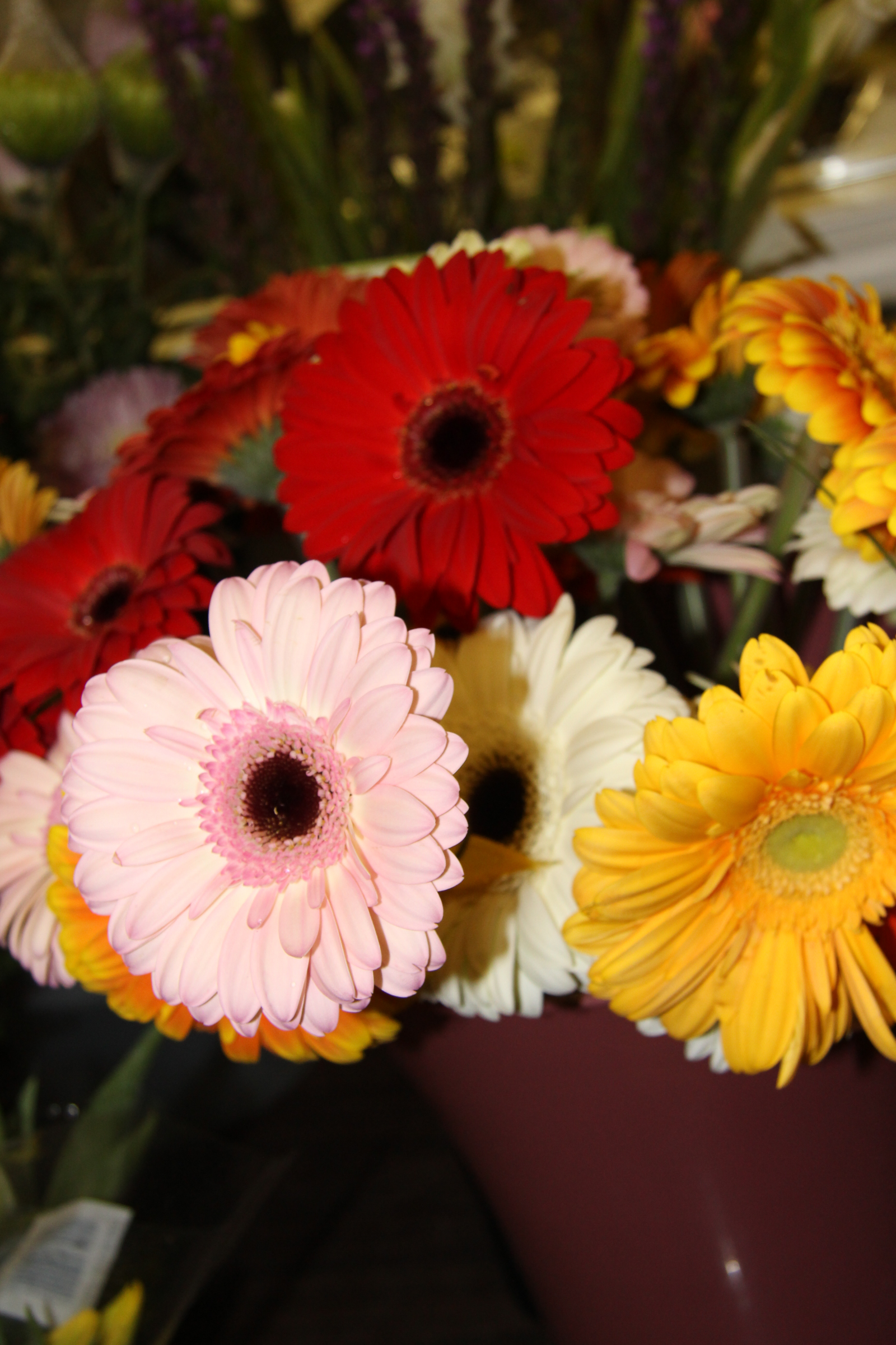 More Gerberas!