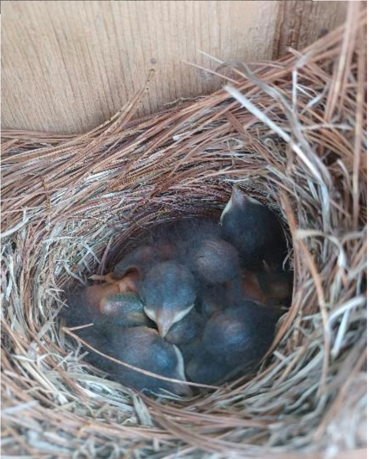 First Hatchlings of Eastern Bluebirds of the 2024 Season in Nest 12AVP at 5 days - courtesy of Richard Lombard