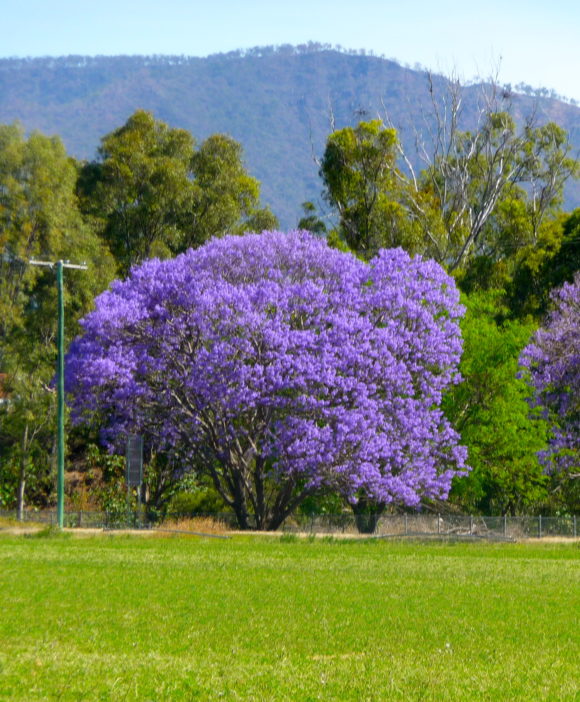 Jacaranda time!