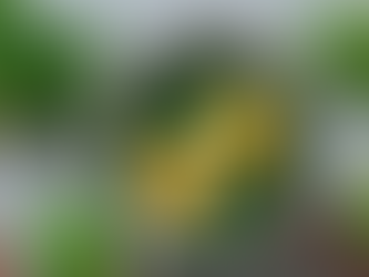 שקשוקה ירוקה