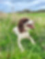 Dog Trainer, Canine Behaviourist Tyneside: Sam Ali Behaviourist & Trainer