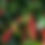 Thumbnail: Kenya (Light)