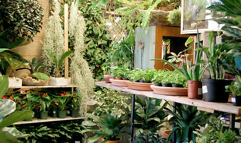 urbanjungle_greenhouse_ferns_2018_edited.jpg