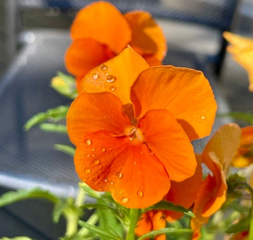 Day 15 – Why did you repay good with evil?