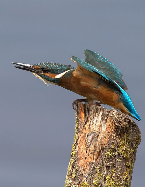 blauet alcedo atthis