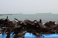 440px-Dasima_2.jpg