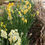 Thumbnail: Fragrant Narcissus Bunches