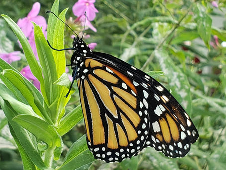 Summer 2019 Monarch Diary