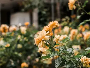 Cambios de estación