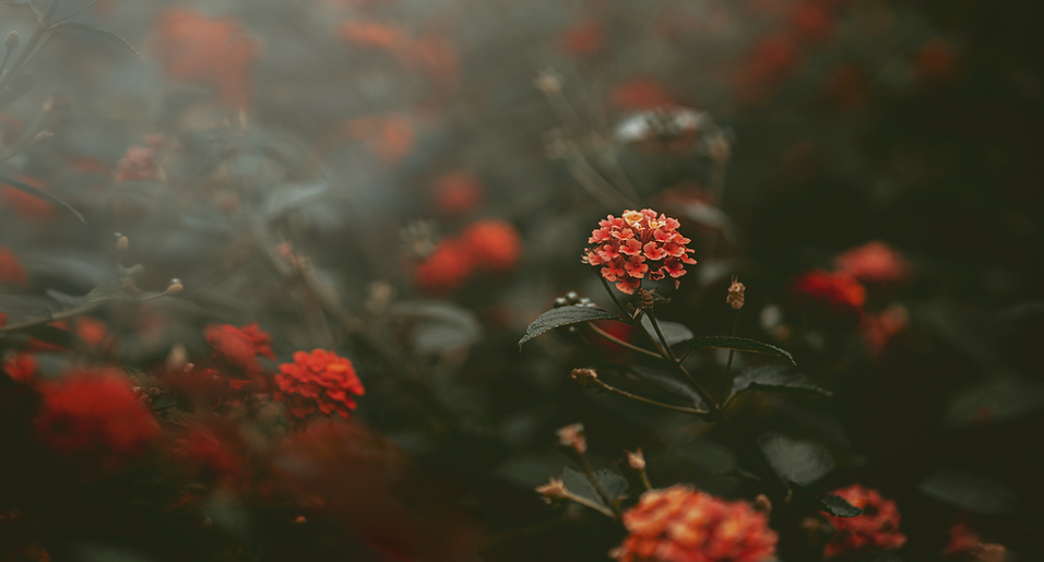 FULL width Kajabi Banners (26).png