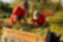 Raccolta in frantoio di olive evo