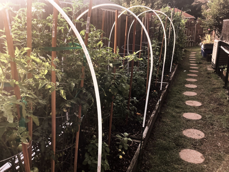 RAISED WIX_edited.jpg