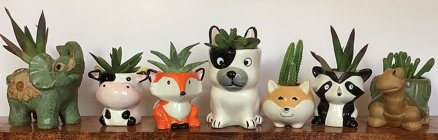 Succulents in decorative containers