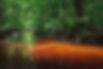 Chelus fimbriatus habitat.jpeg