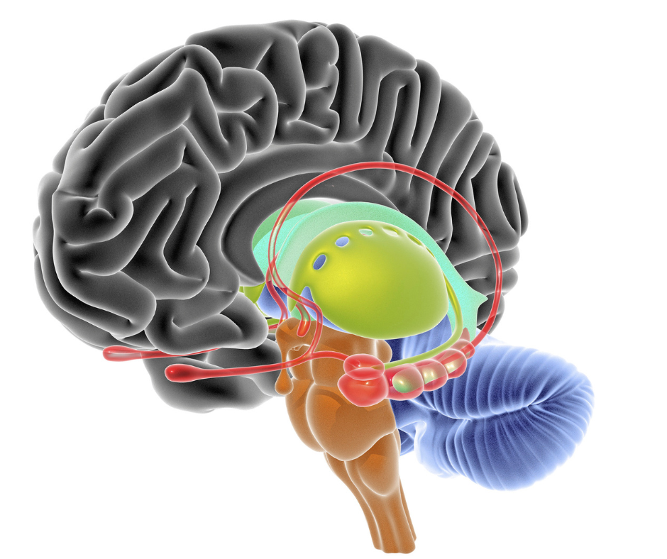 gratitude can help your brain