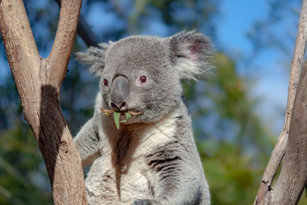 Koala