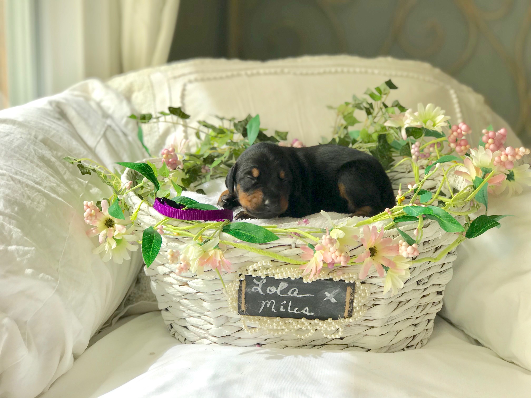 Purple Boy 1 Week
