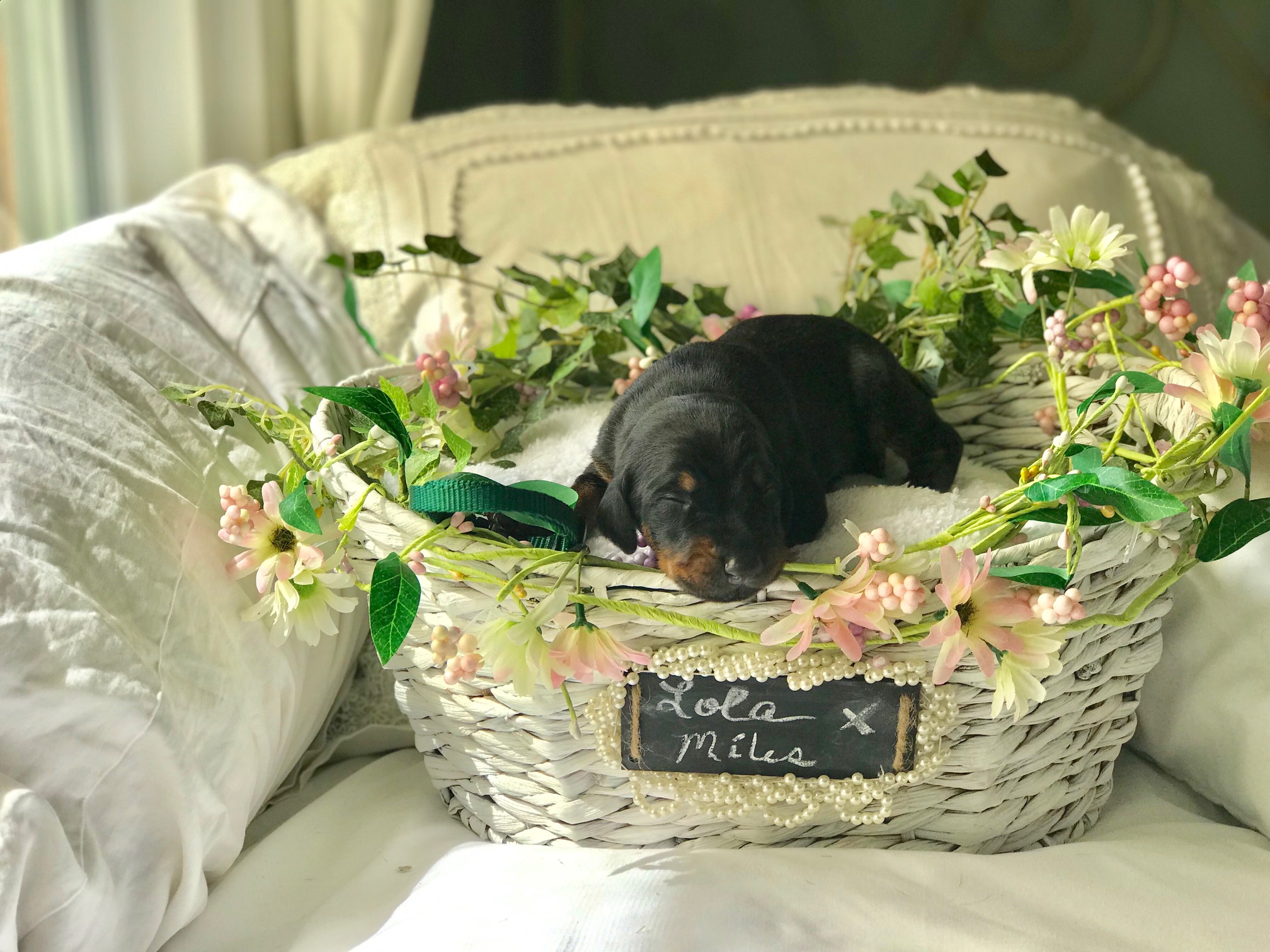Gren Boy 1 Week