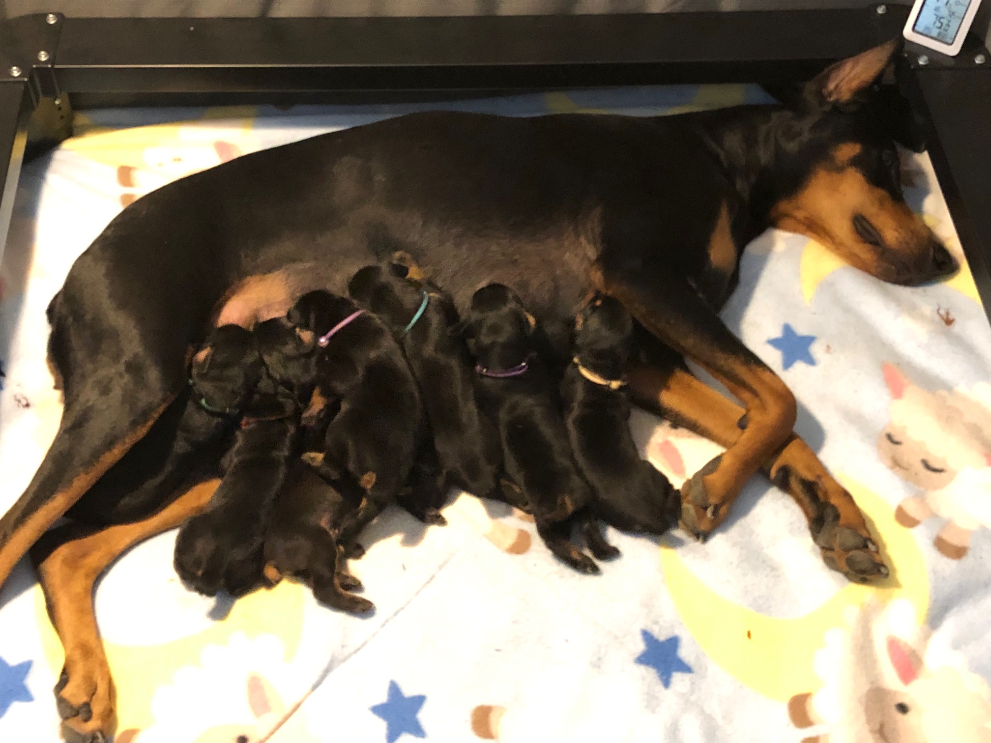 Lola Puppies Day 6