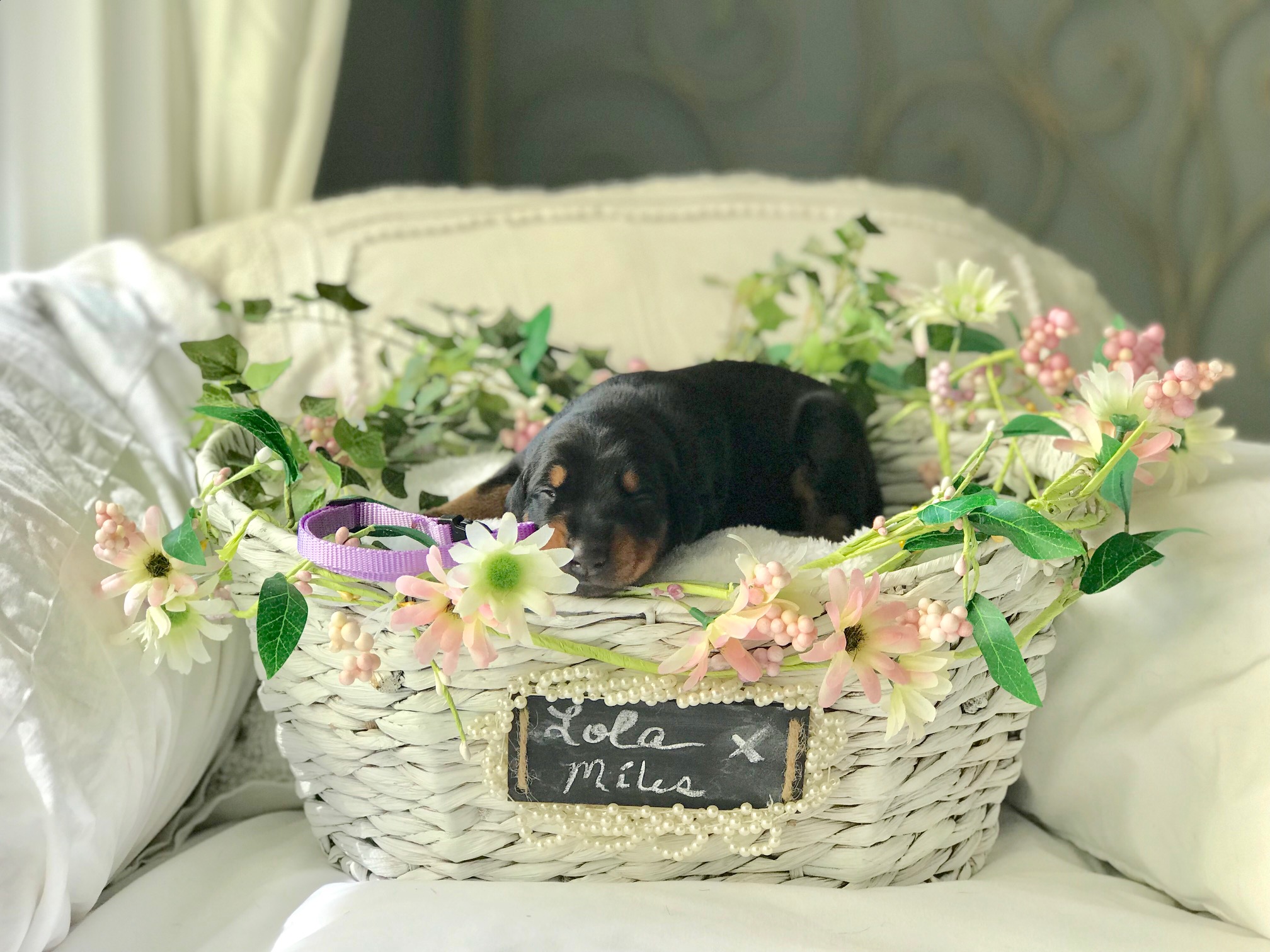 Lilac Girl 1 Week
