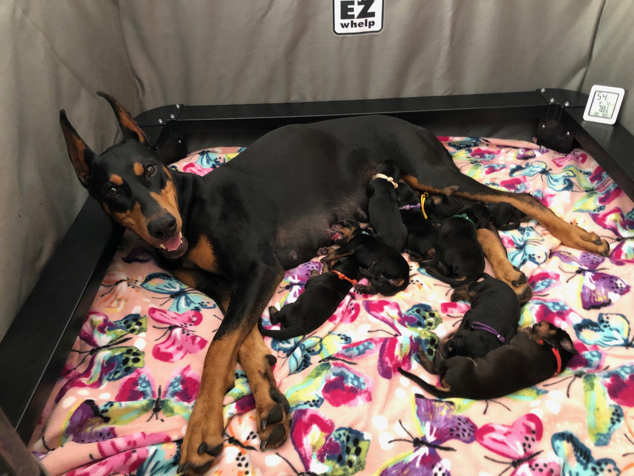 Lola Puppies Day 1