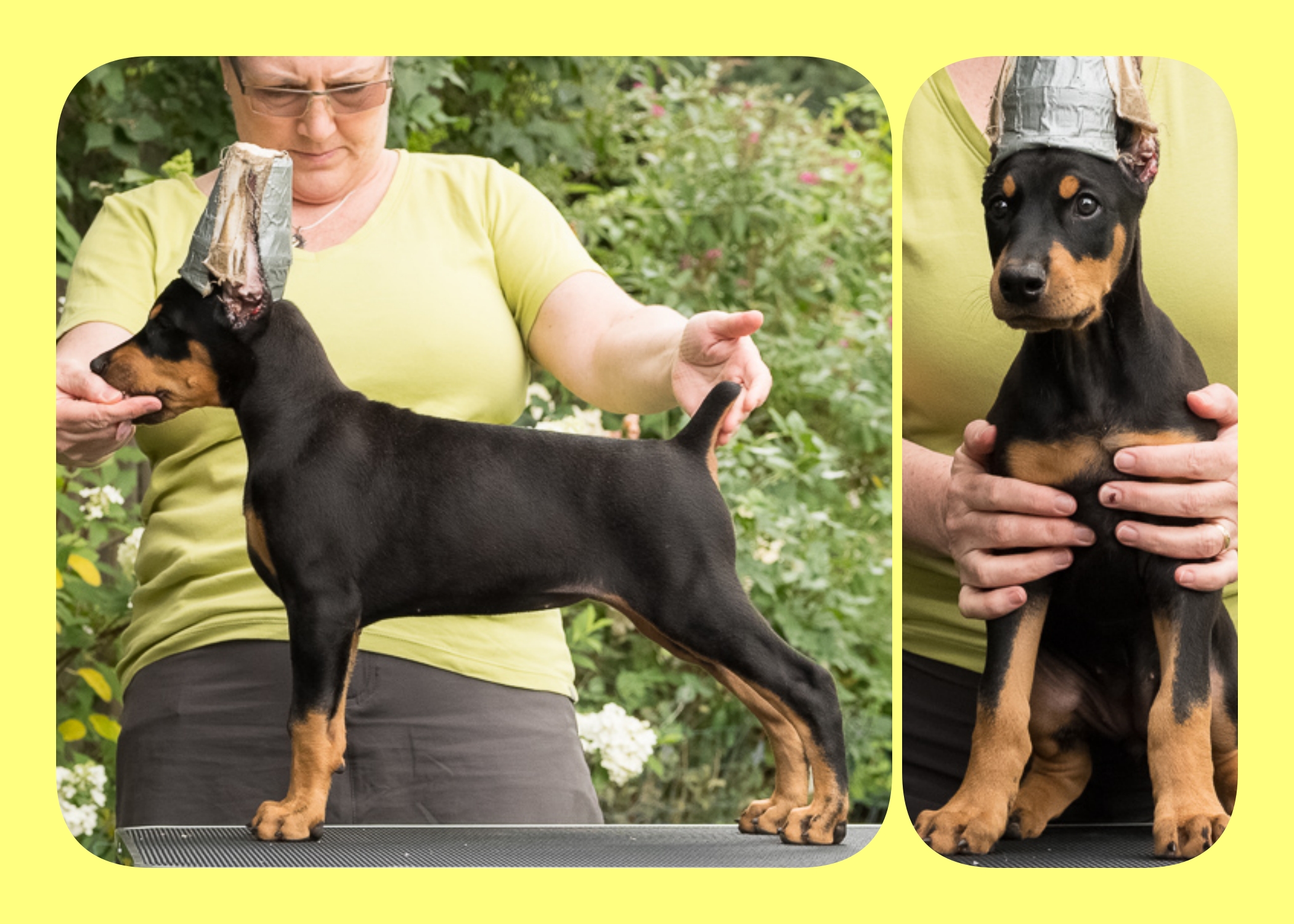 YELLOW 8 Weeks