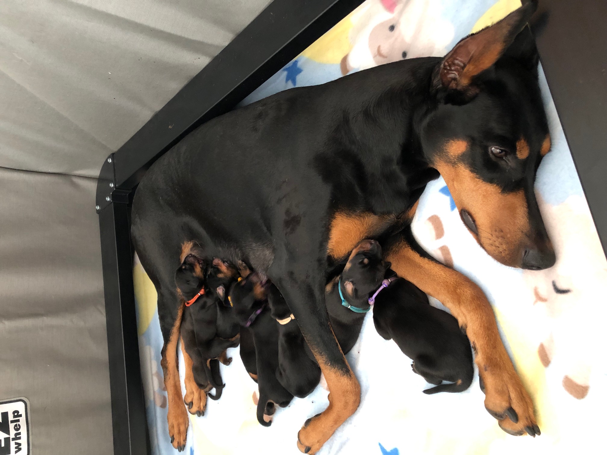 Lola Puppies Day 3