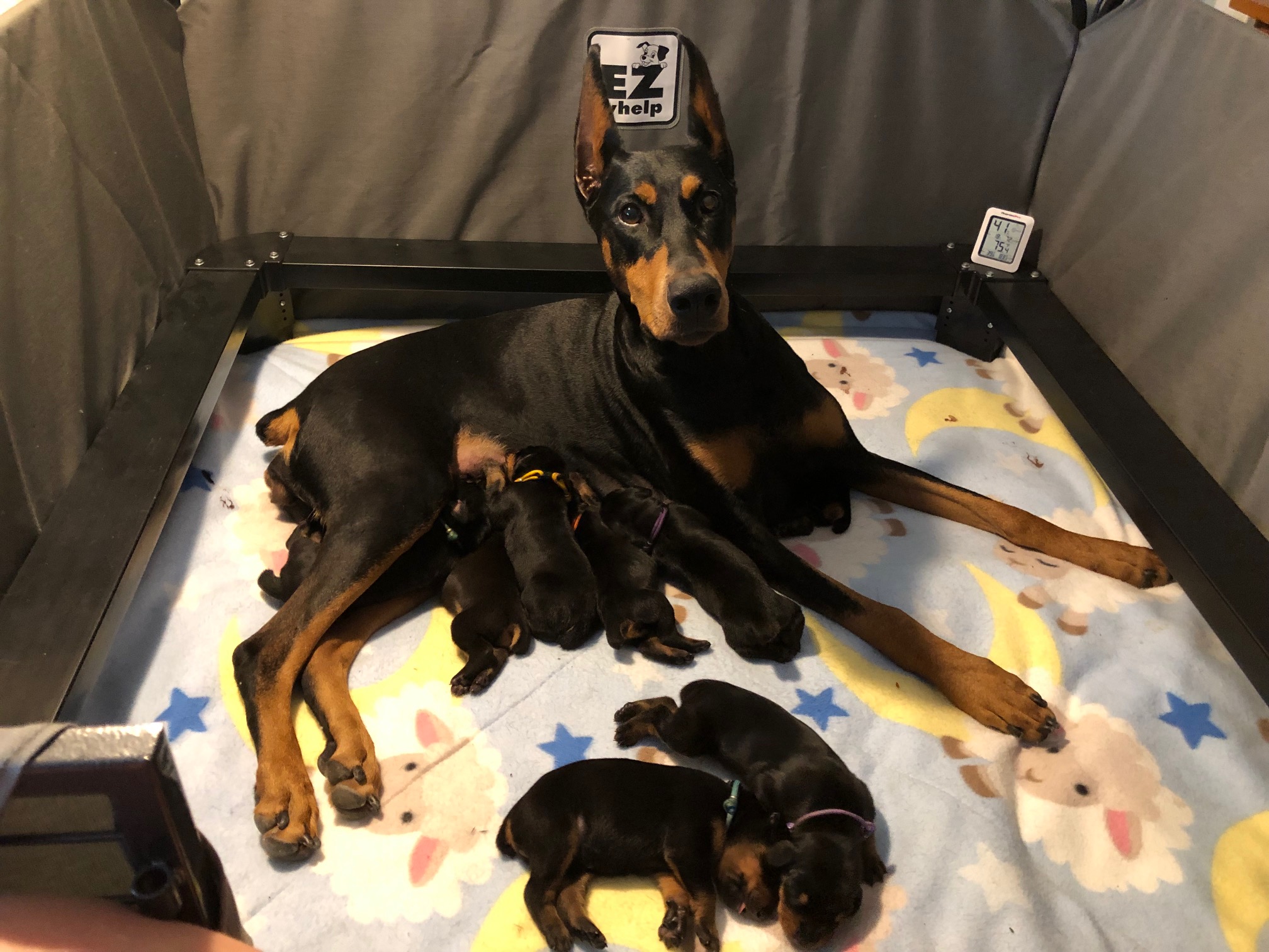 Lola Puppies Day 6