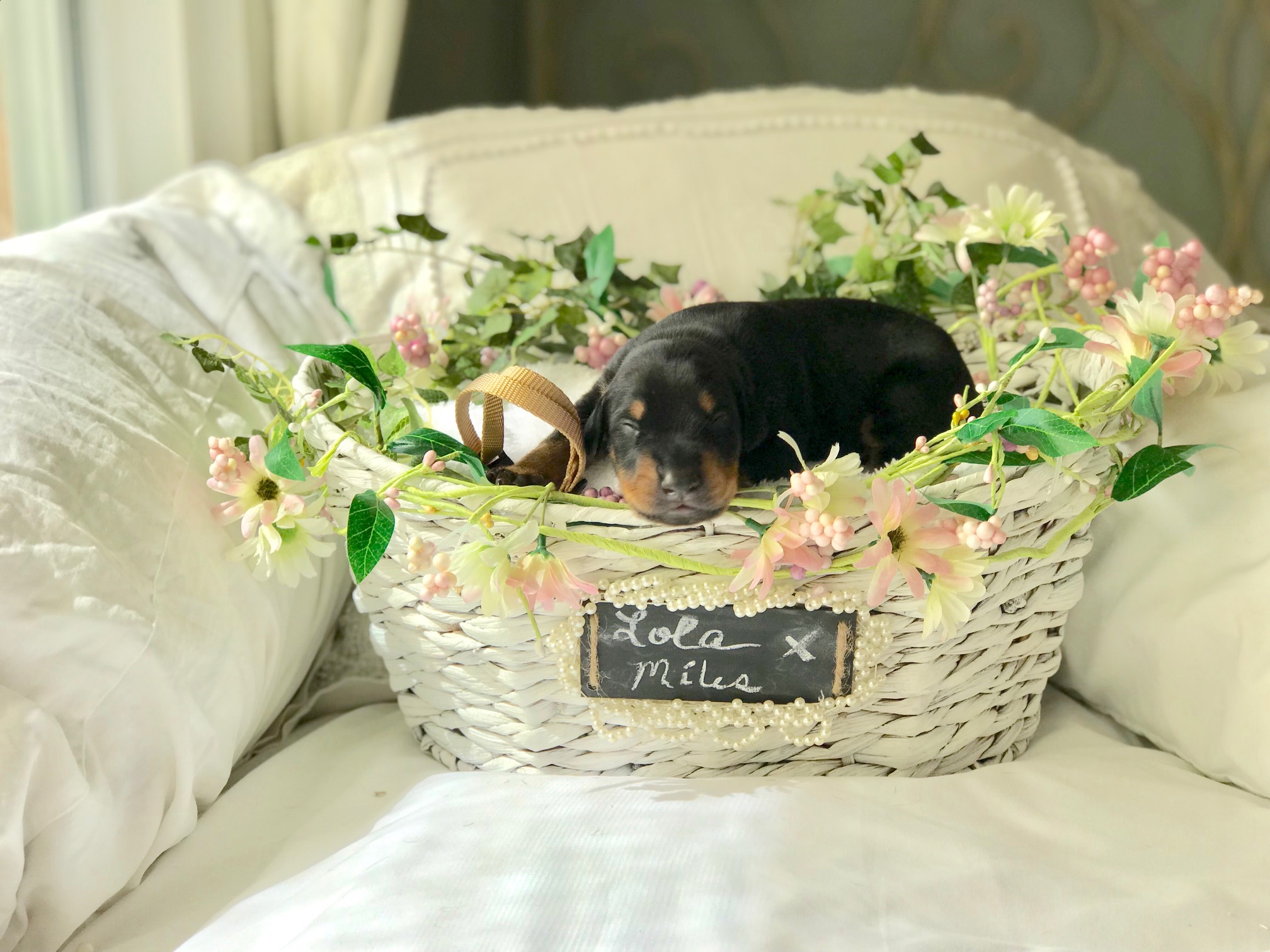 Gold Boy 1 Week