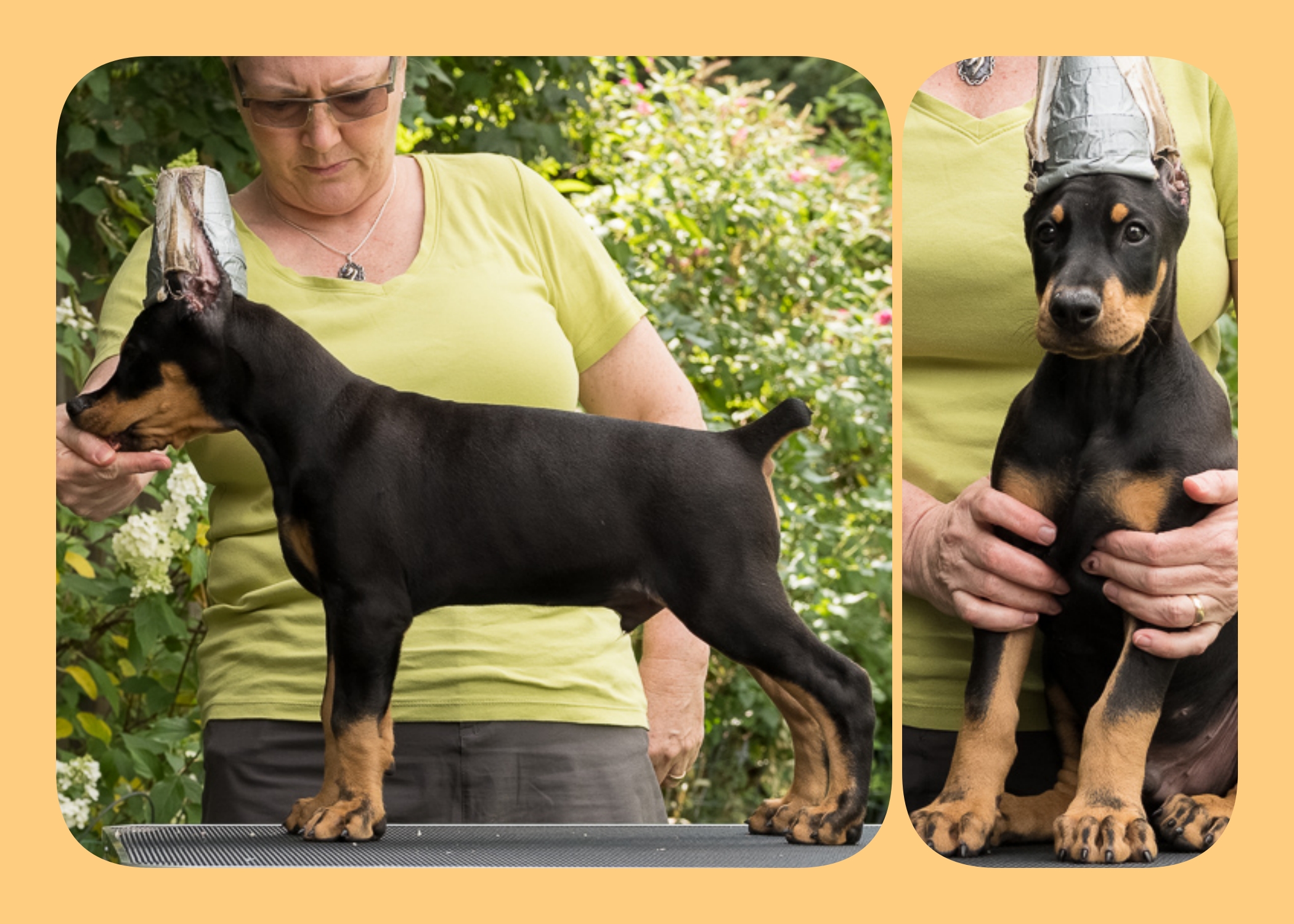 TARDY 8 Weeks