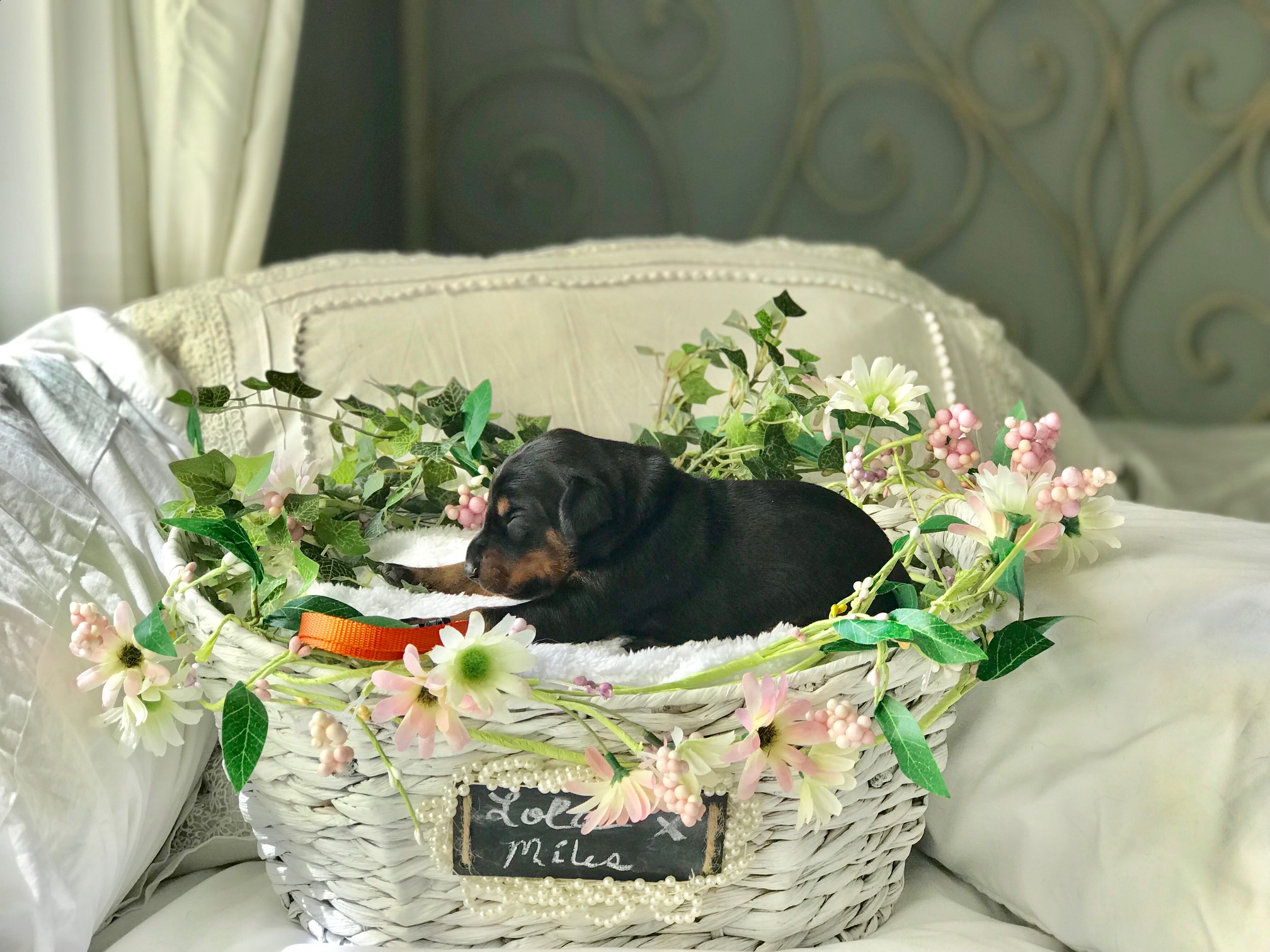 Tangerine Girl 1 Week