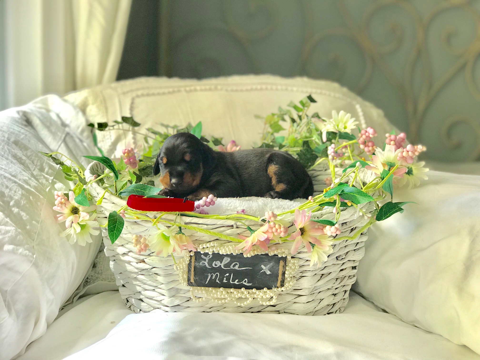 Red Boy 1 Week