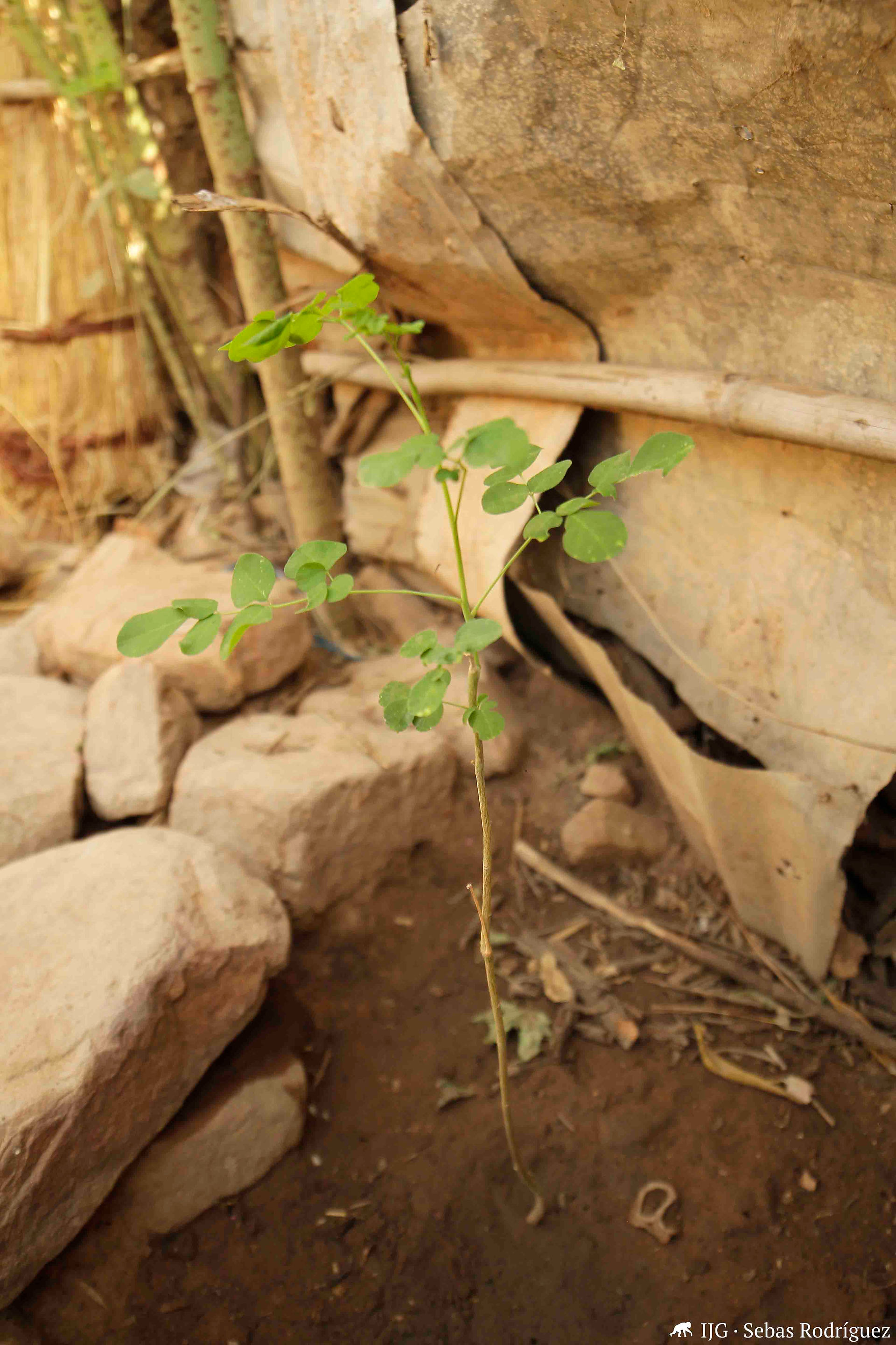 Roots&Shoots