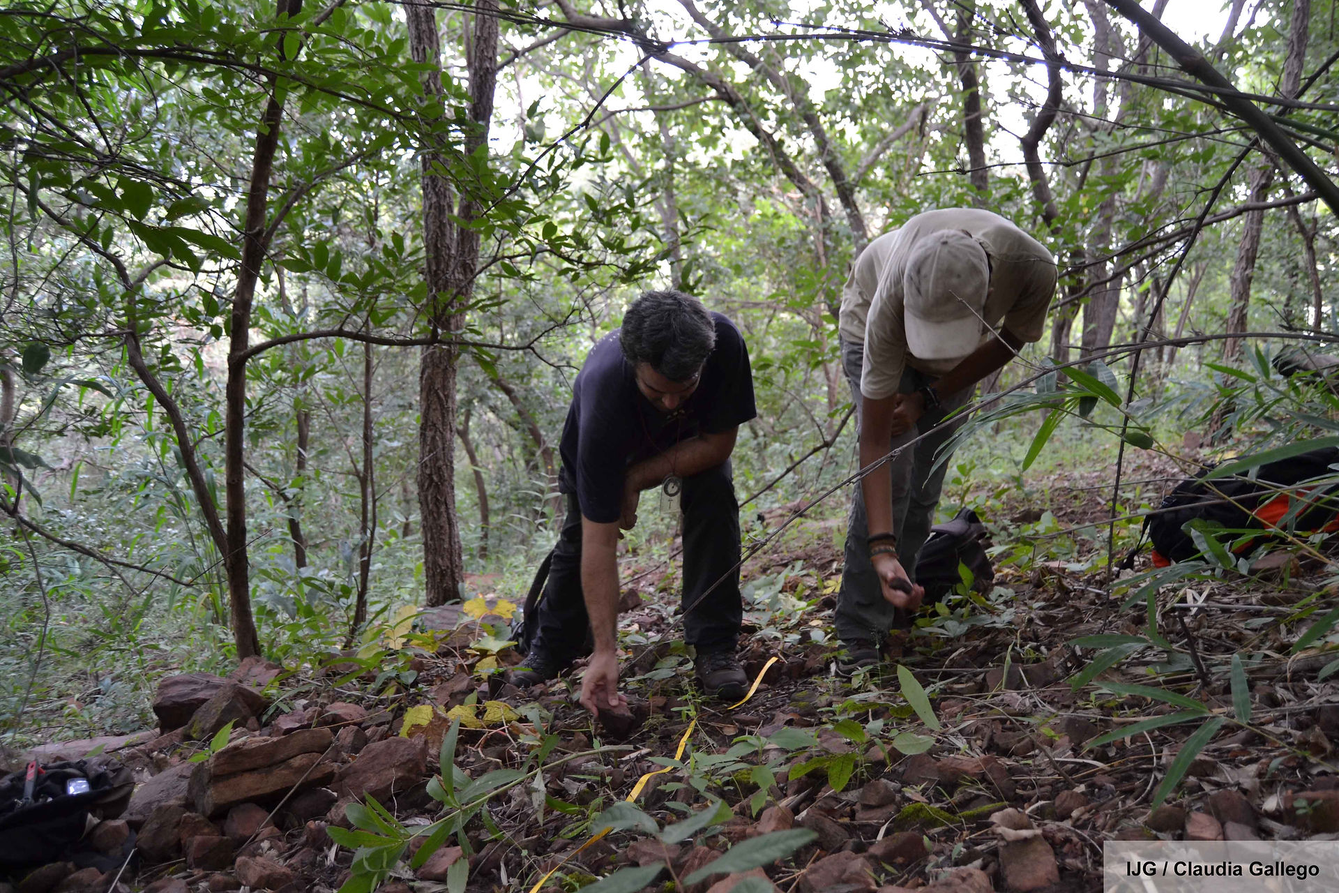 Transectos