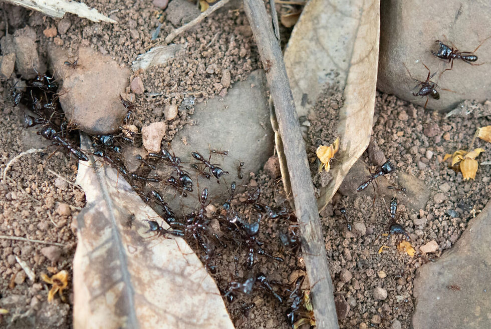 Hormigas legionarias en Dindefelo © IJGE / Víctor López Maroto