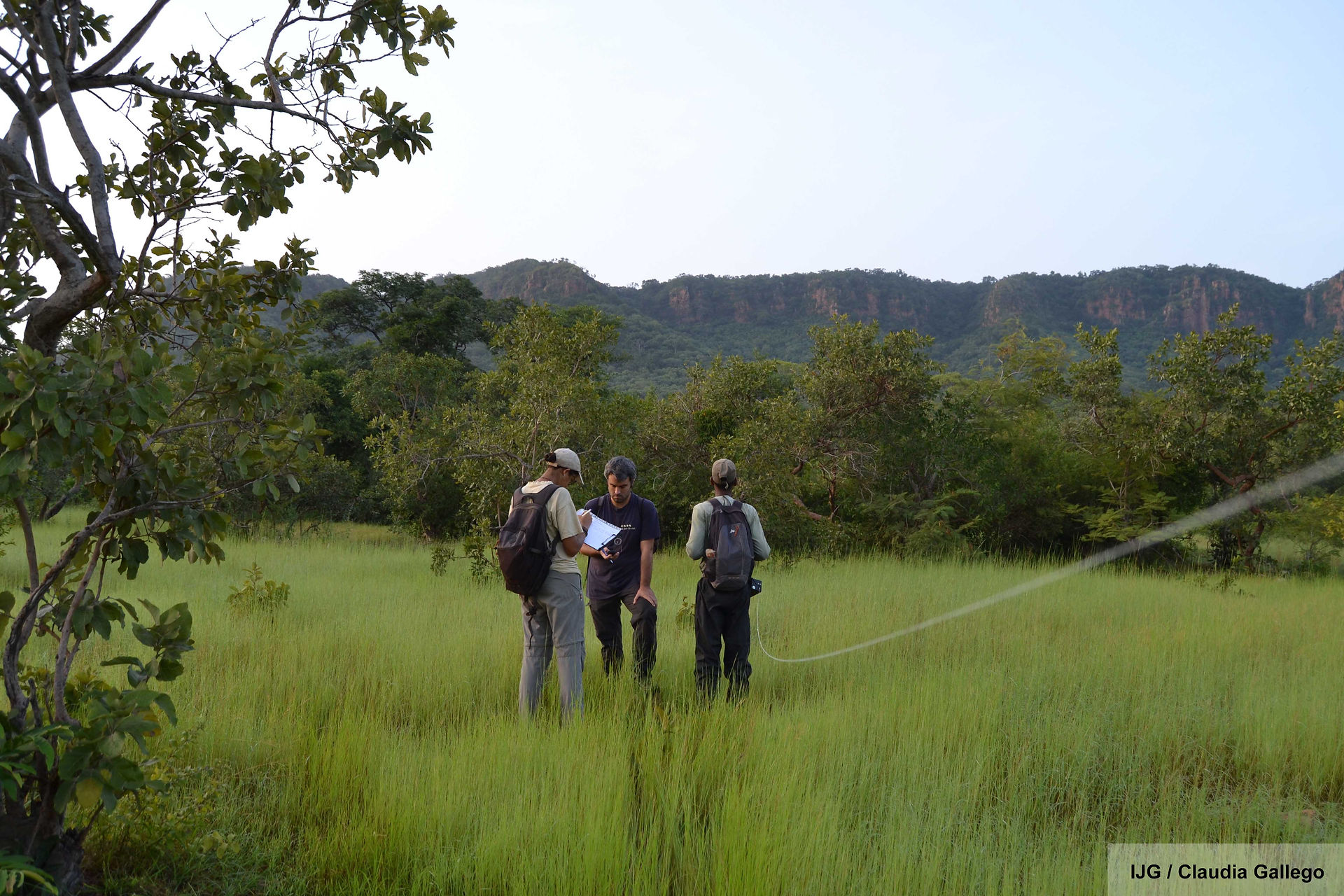 Line transects