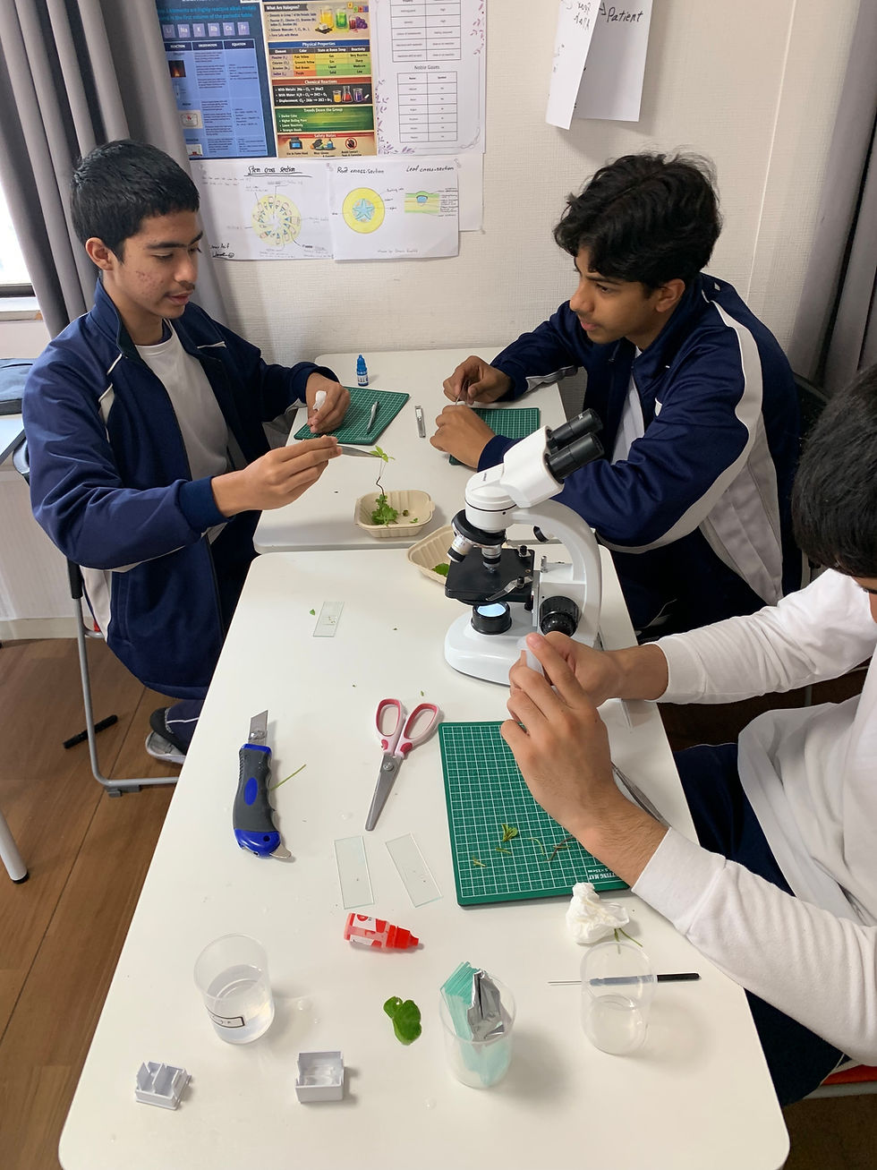 Plant Anatomy Investigation: A Hands-On Science Experience Rooted in Discovery