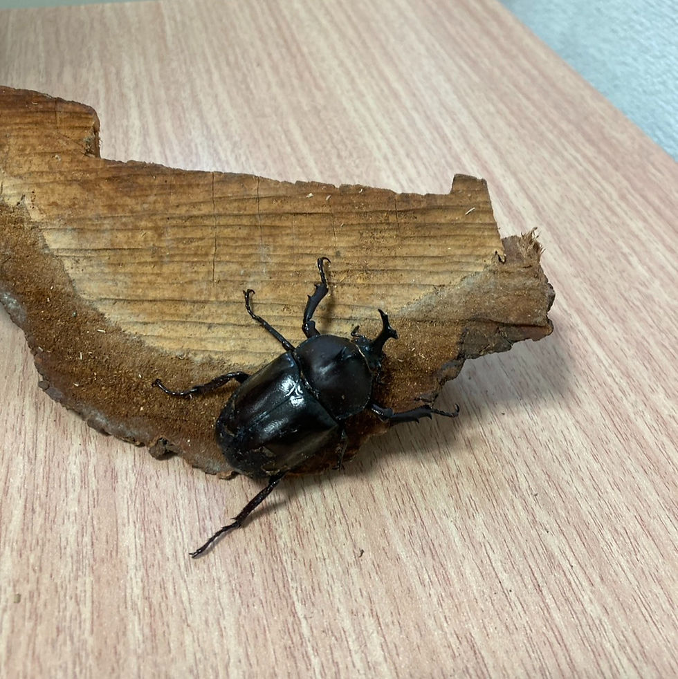 IISO Insect Club Explores Nature at Kishine Park in Yokohama